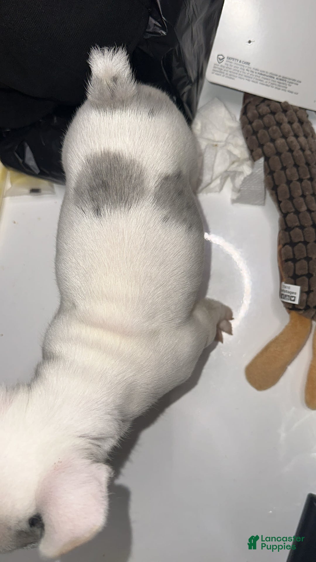 French Bulldog dogs for sale: Barbie - Image 10