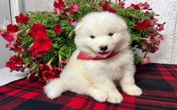 Samoyed dogs for sale: Chloe - Image 2