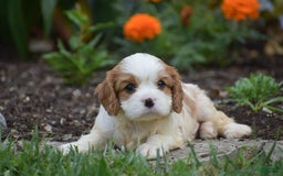 Cavalier King Charles Spaniel dogs for sale: Charlie - Image 10