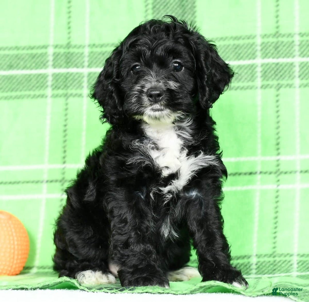 Cockapoo dogs for sale: Vance - Image 1