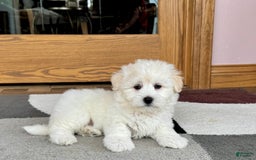 Coton De Tulear dogs for sale: Rodney - Image 4