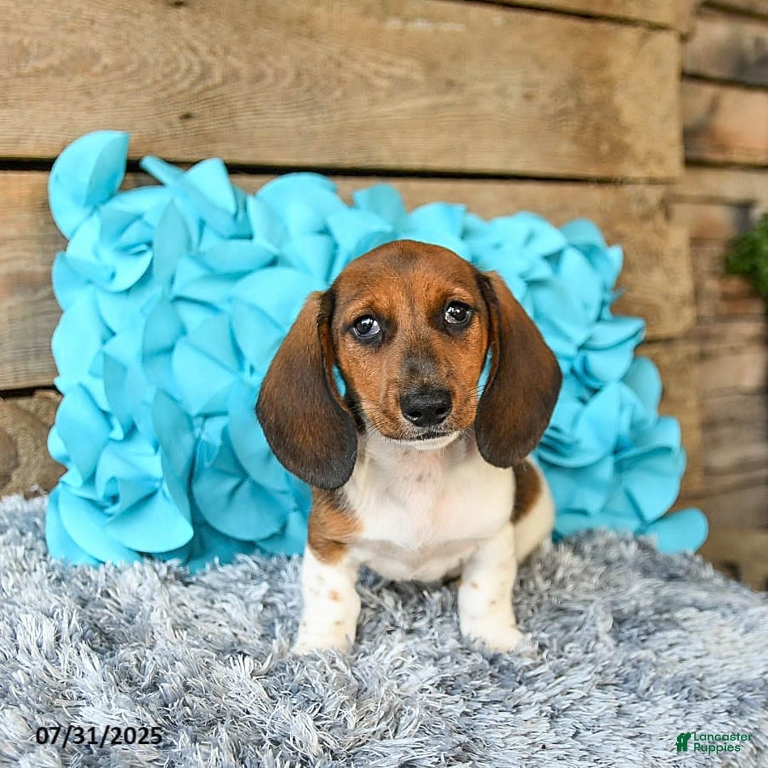 Dachshund dogs for sale: Cream Puff - Image 4
