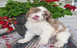 Cavapoo dogs for sale: Macho - Image 5