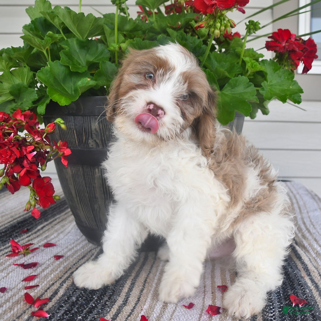 Cavapoo dogs for sale: Macho - Image 5