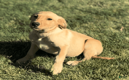 Labrador Retriever dogs for sale: Simba - Image 12