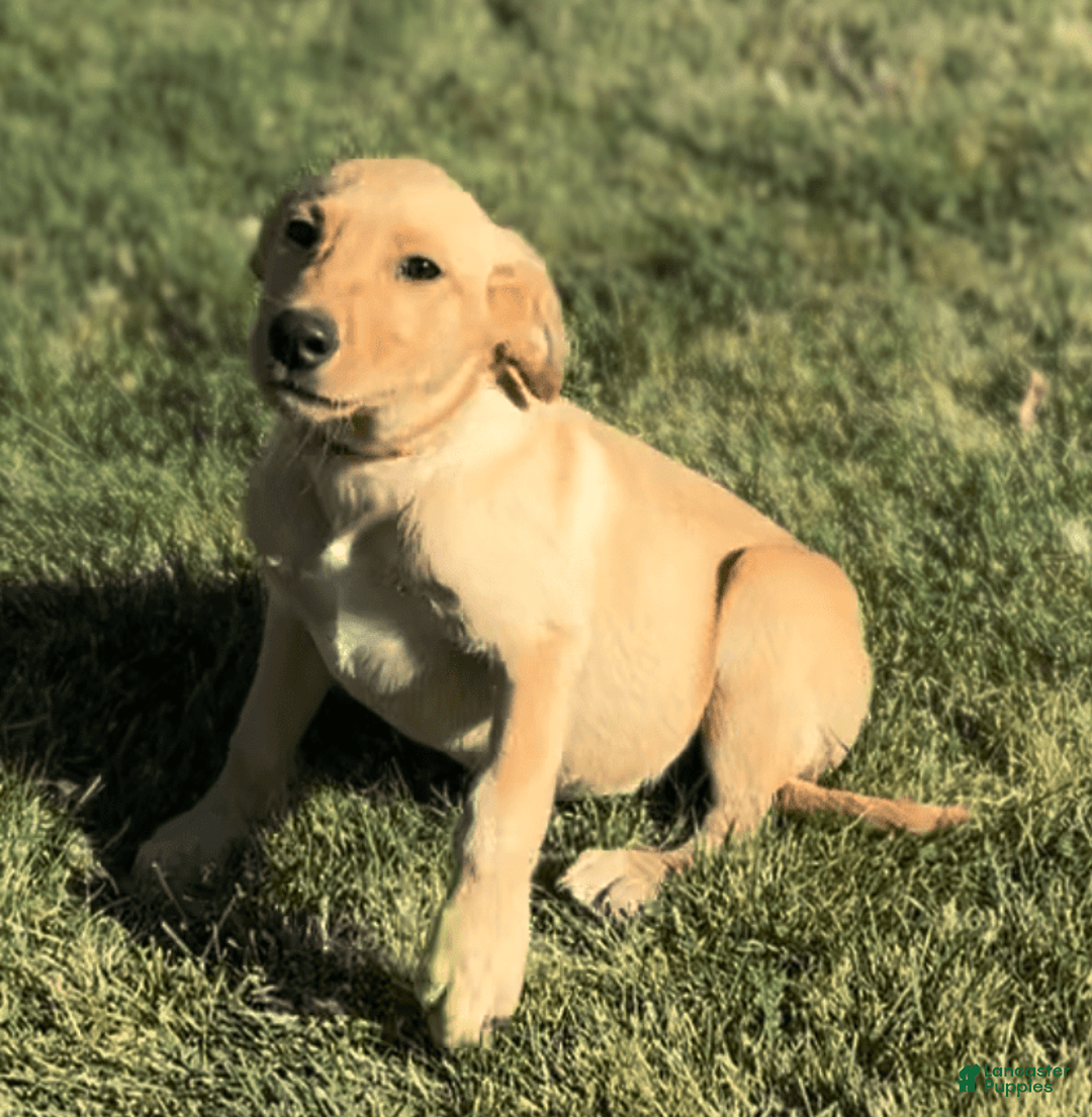 Labrador Retriever dogs for sale: Simba - Image 12