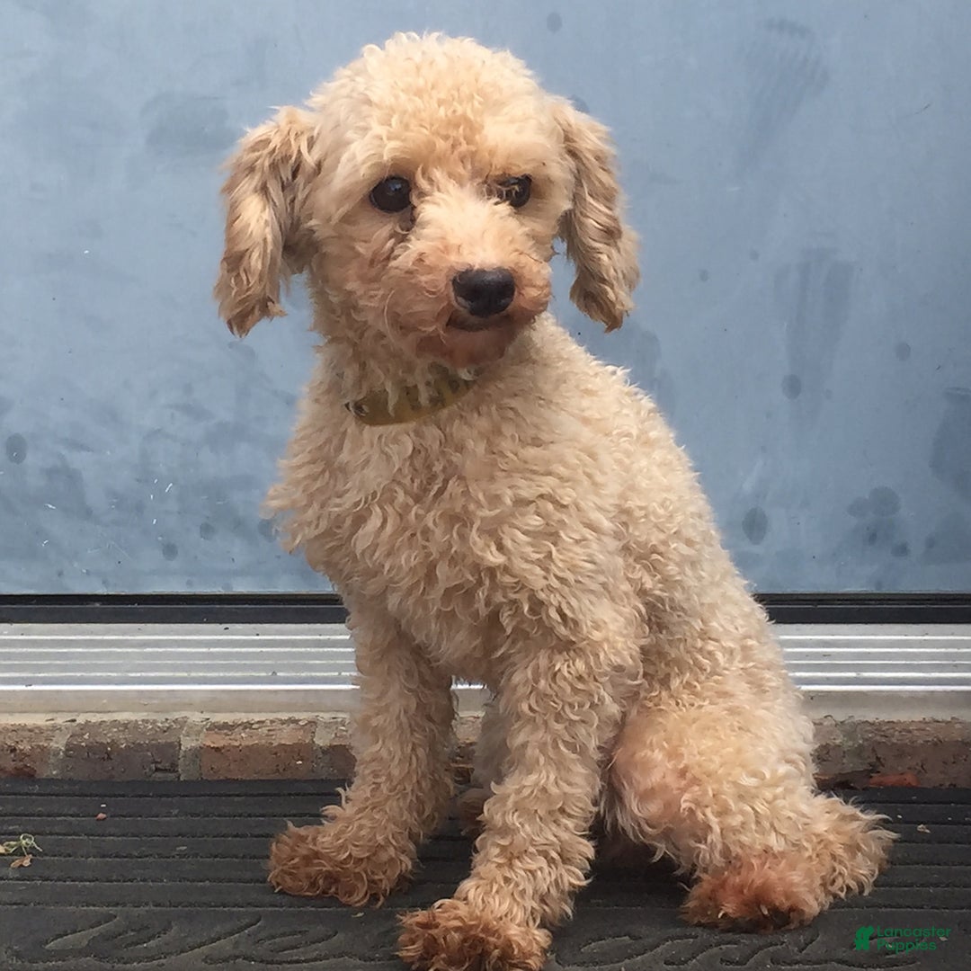 Maltipoo dogs for sale: Max - Image 13