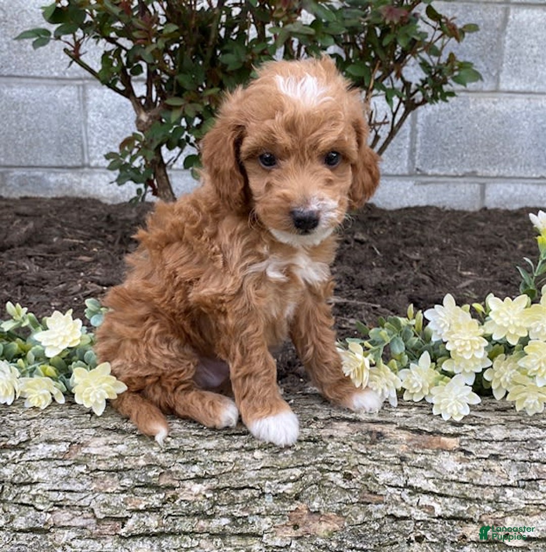 Mini Goldendoodle dogs for sale: Jack - Image 2