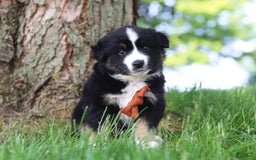 Australian Shepherd dogs for sale: Baja - Image 10