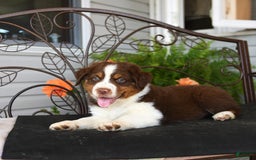 Australian Shepherd dogs for sale: Lightning - Image 4