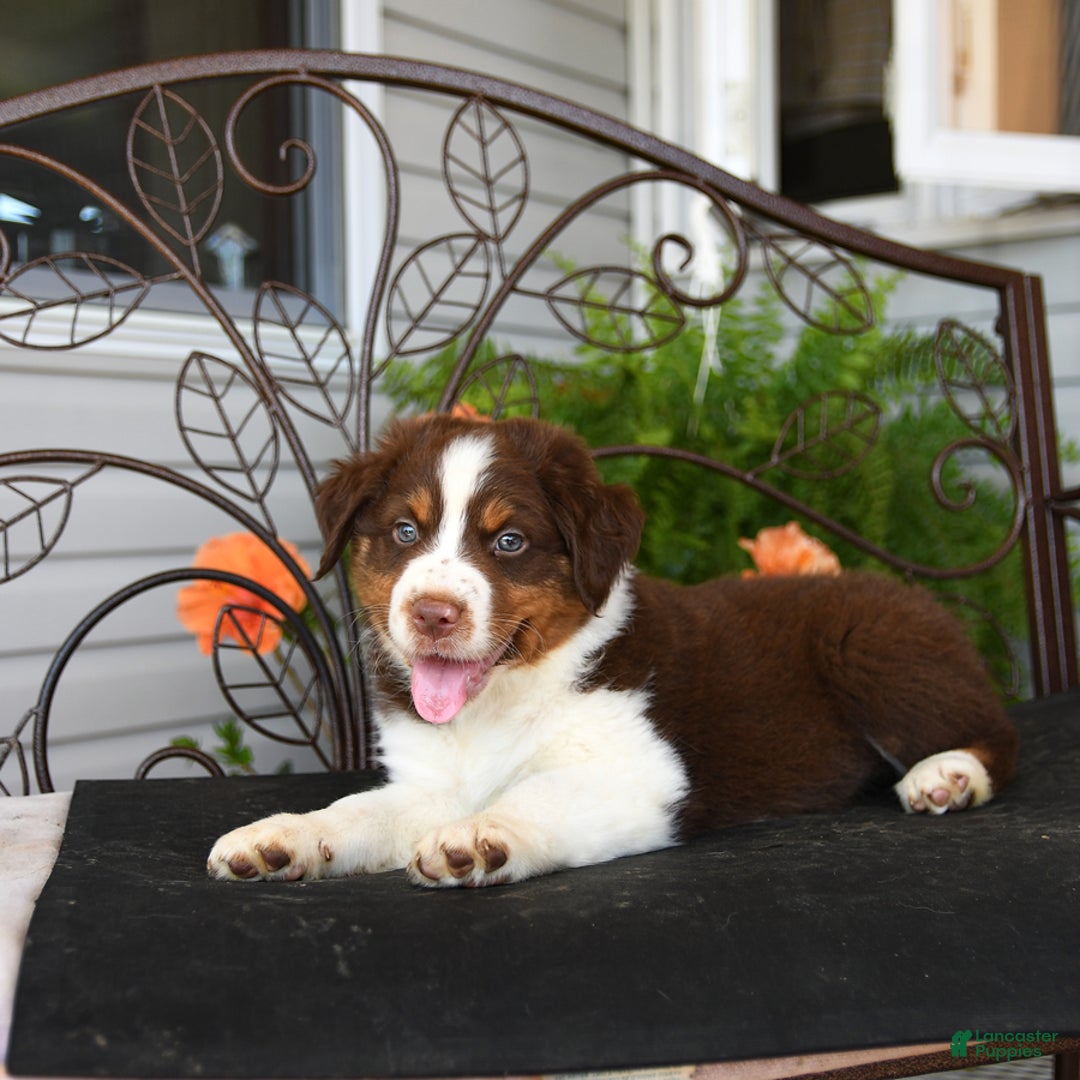Australian Shepherd dogs for sale: Lightning - Image 4