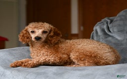 Miniature Poodle dogs for sale: Laurie - Image 4