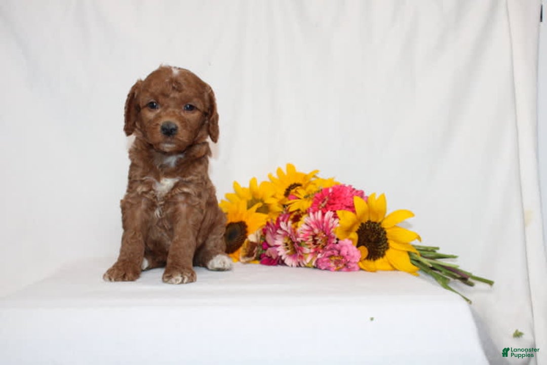 Mini Goldendoodle dogs for sale: Heaven - Image 4
