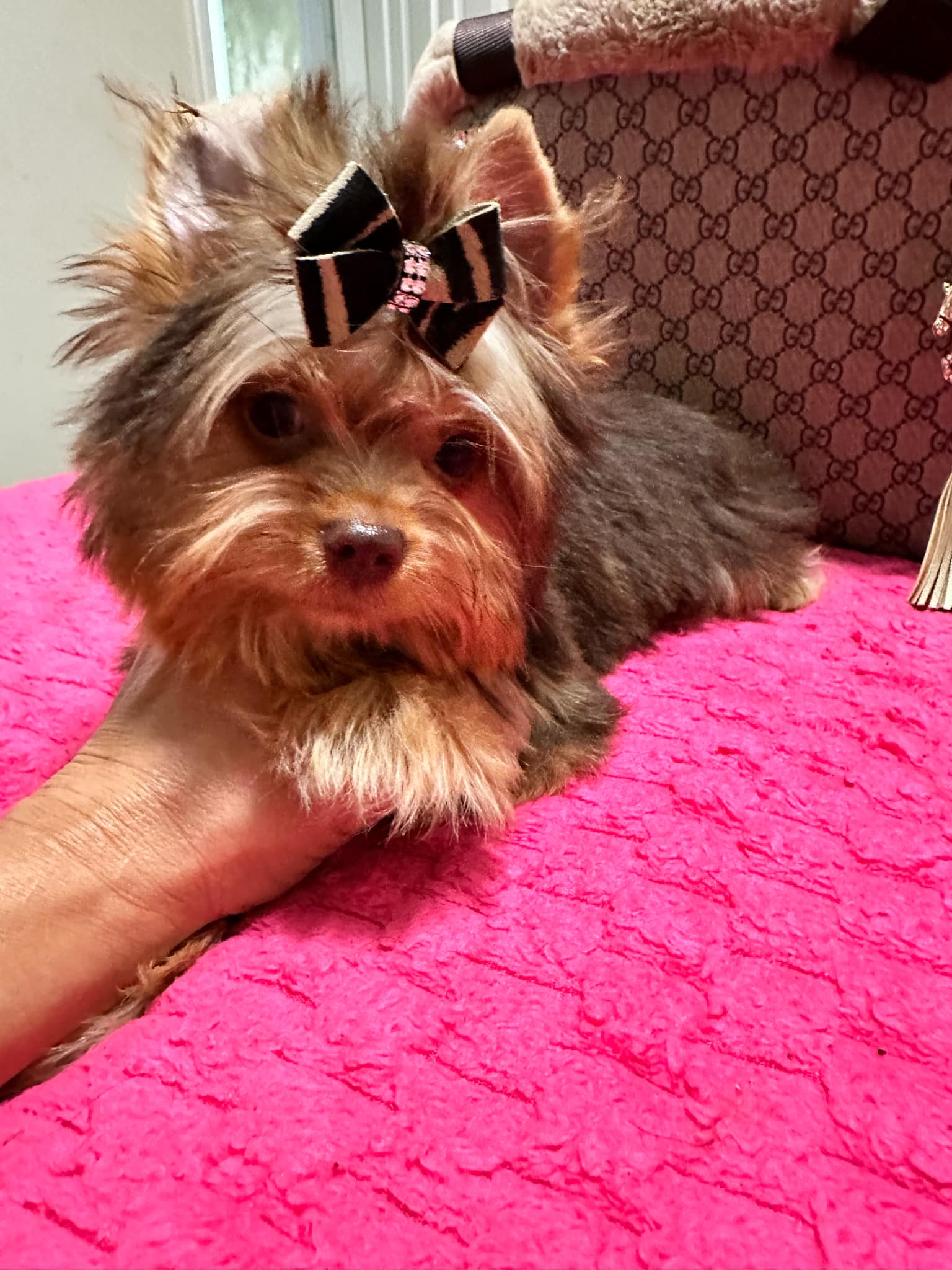 Yorkshire Terrier dogs for sale: Yorkshire Terrier 5 puppies - Image 22