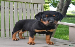 Rottweiler dogs for sale: Lexi - Image 3