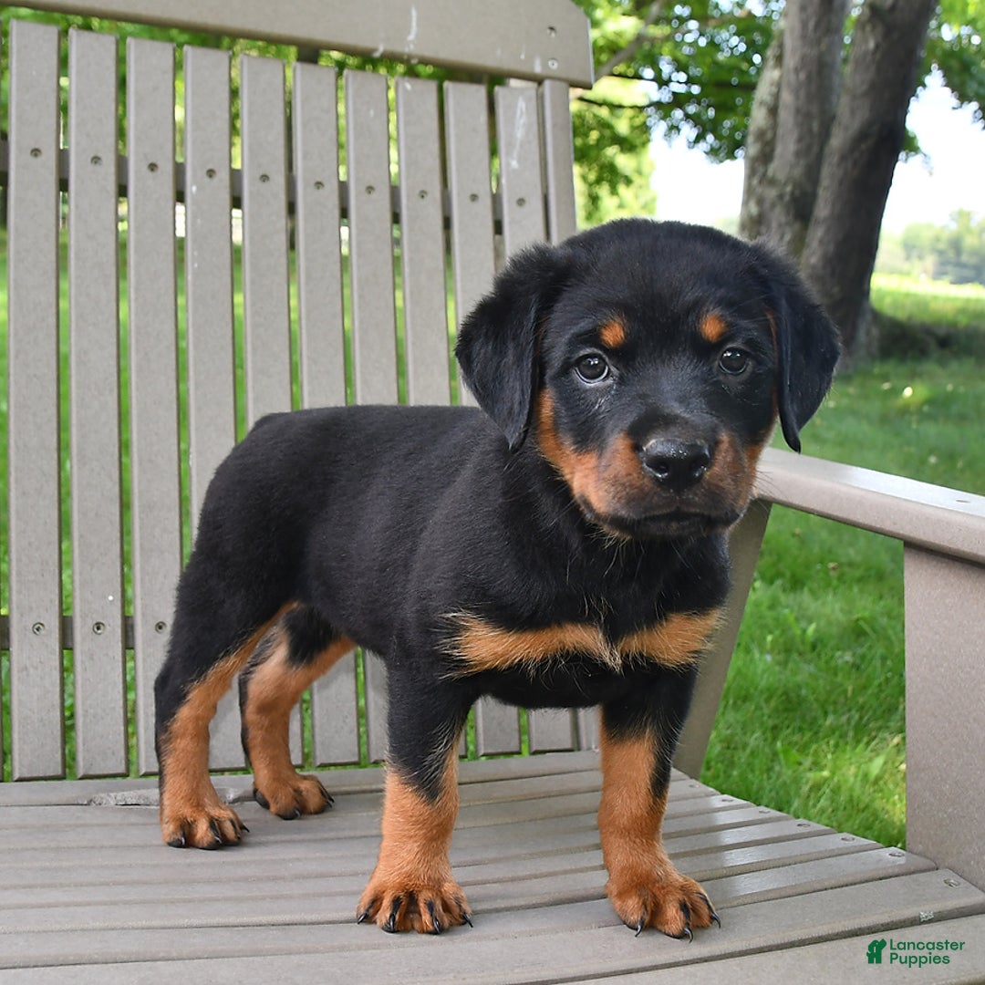 Rottweiler dogs for sale: Lexi - Image 3