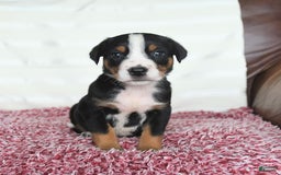 Greater Swiss Mountain Dog dogs for sale: Frances - Image 7