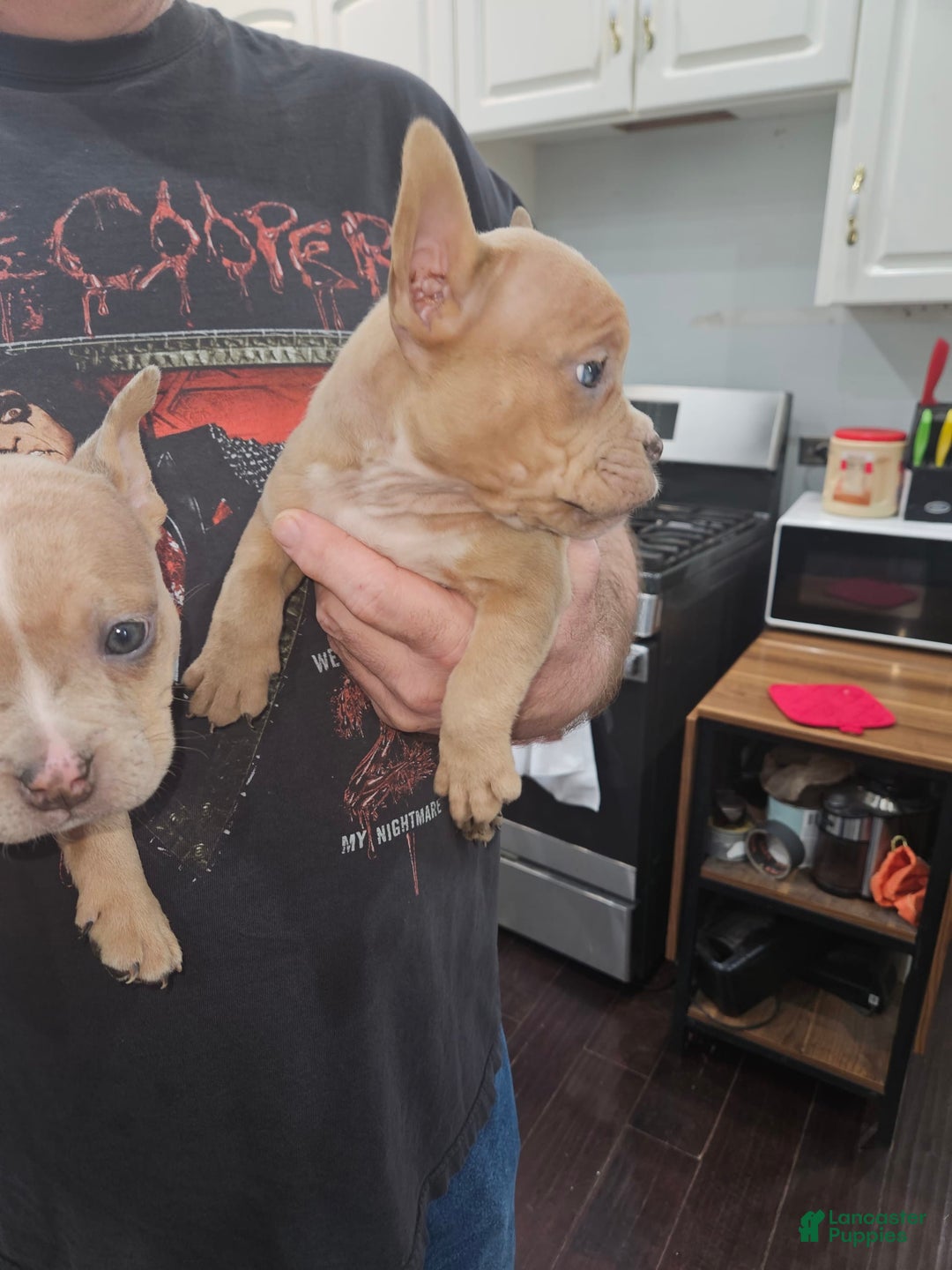 American Bully dogs for sale: France - Image 7