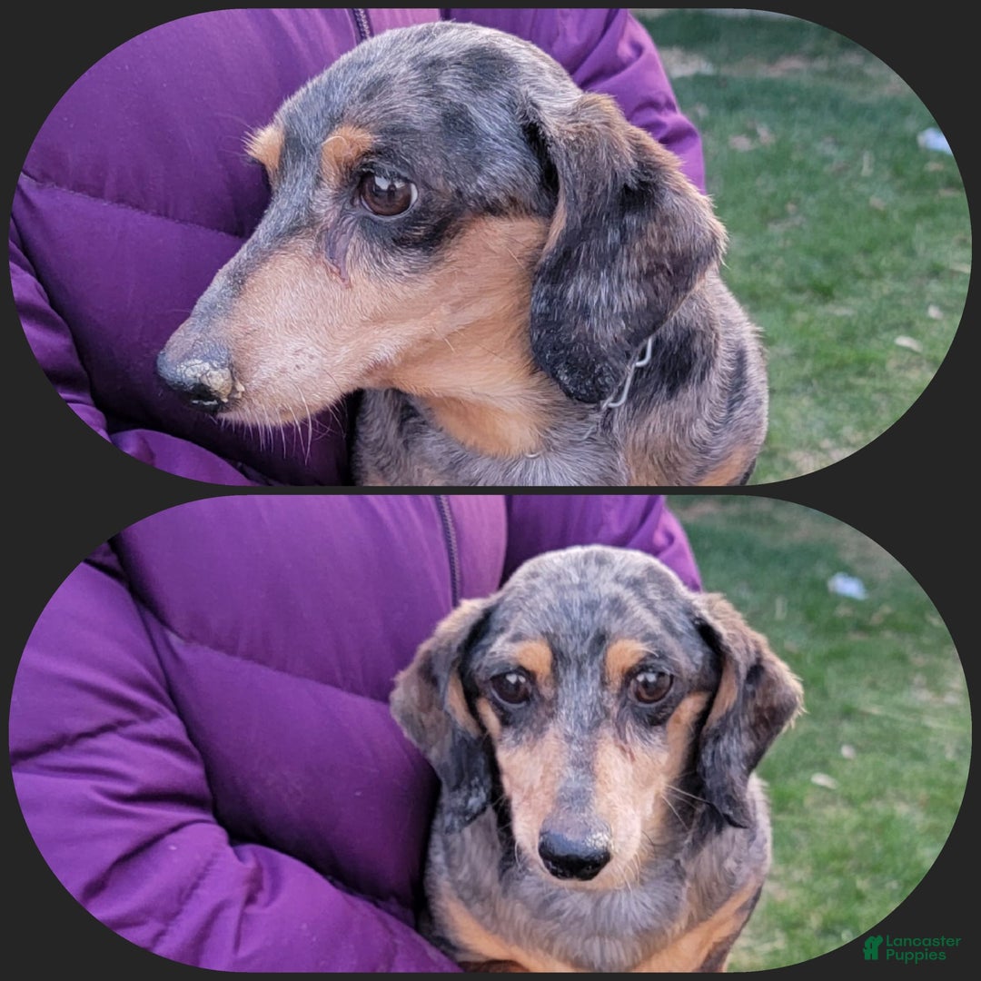 Dachshund dogs for sale: Jennifer - Image 10