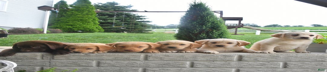 Dixie