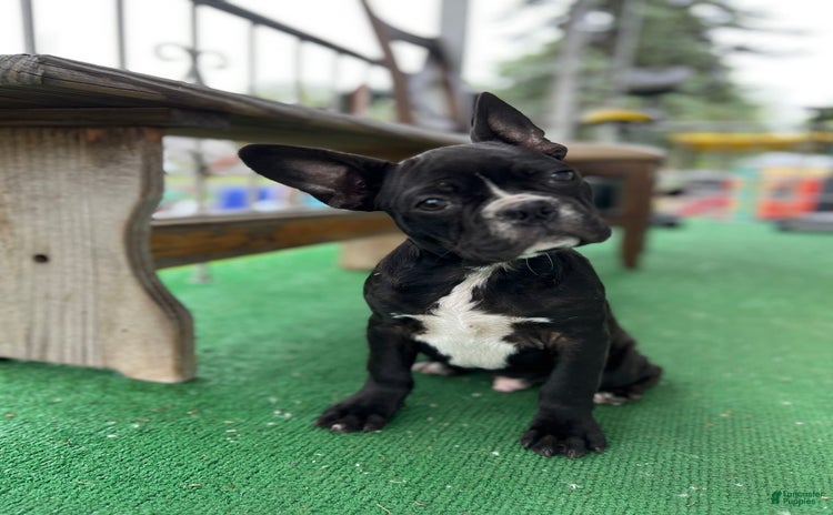 Frenchton dogs for sale - Ad 1
