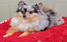 Pomeranian dogs for sale: Astro - Image 3