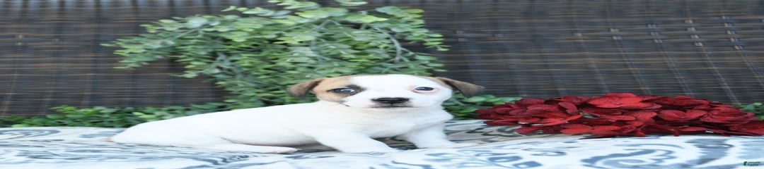 Tucker