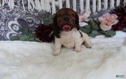 Miniature Dachshund dogs for sale: Gloria - Image 14