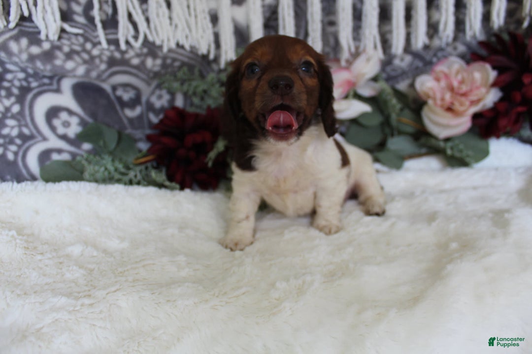 Miniature Dachshund dogs for sale: Gloria - Image 14