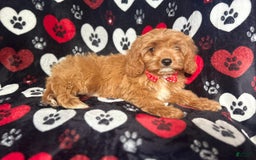 Cavapoo dogs for sale: Kona - Image 3
