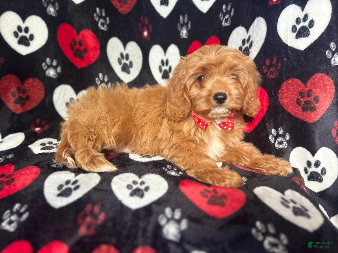 Cavapoo dogs for sale: Kona - Image 3