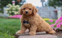  dogs for sale: Mini Goldendoodle 4 puppies - Image 8