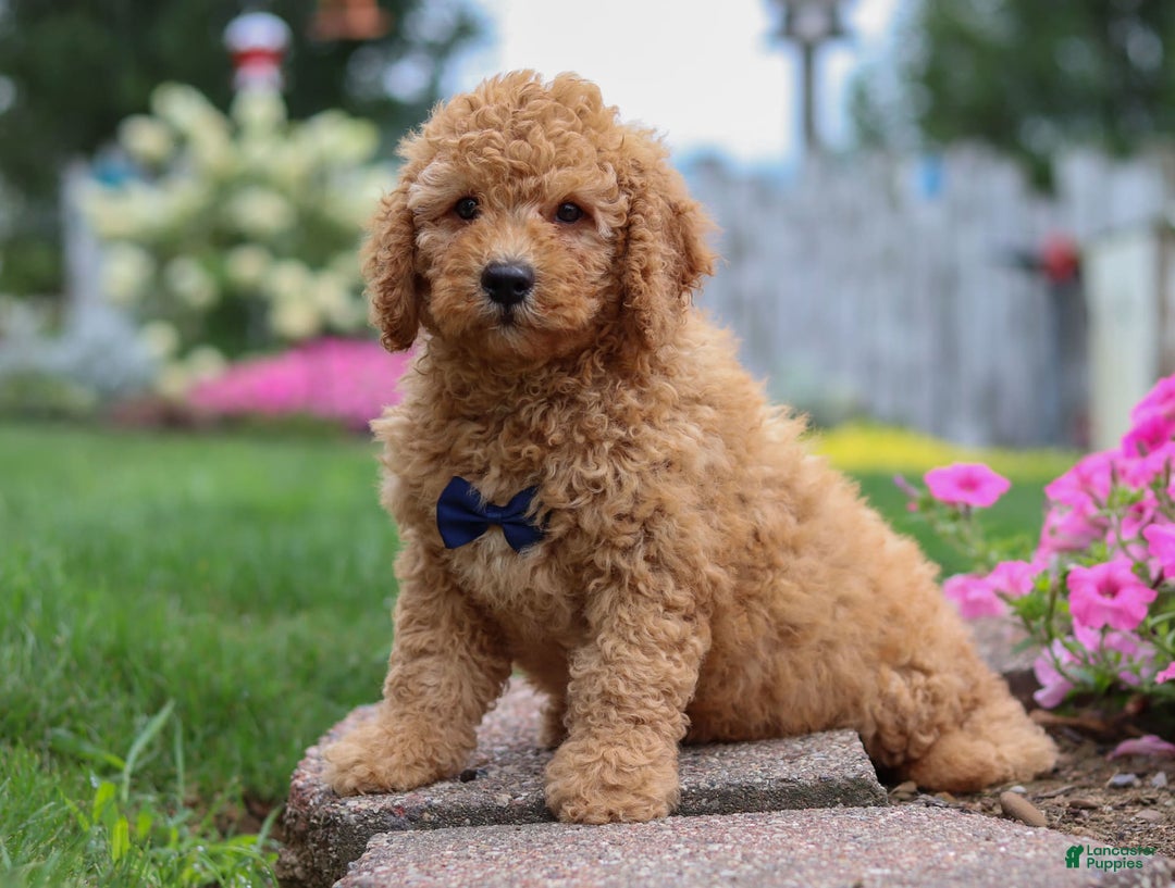  dogs for sale: Mini Goldendoodle 4 puppies - Image 8
