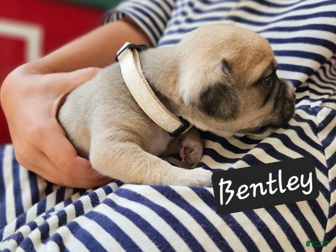 Puggle dogs for sale: Bentley - Image 3
