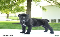 Cane Corso dogs for sale: Cane Corso 4 puppies - Image 4