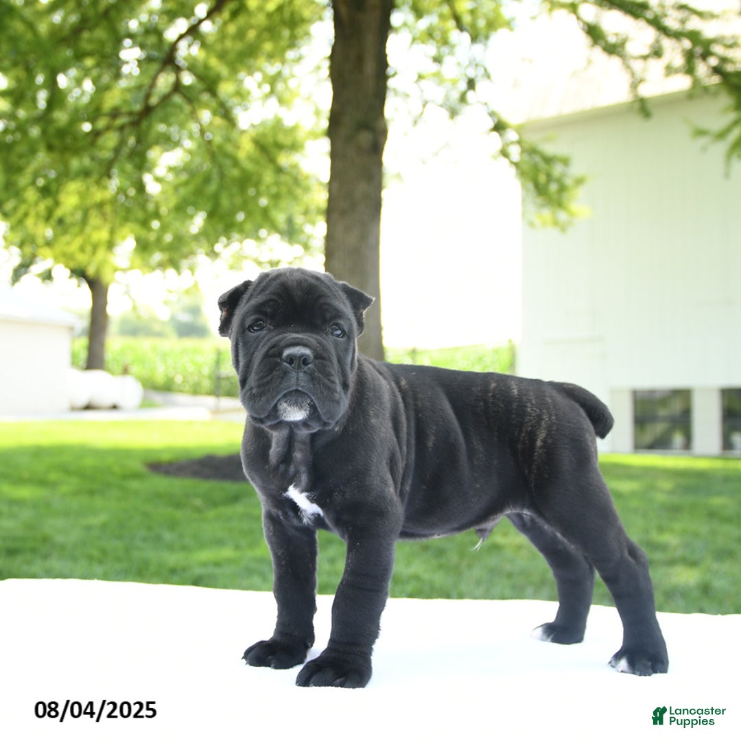 Cane Corso dogs for sale: Cane Corso 4 puppies - Image 4