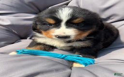 Bernese Mountain Dog dogs for sale: Blue - Image 9