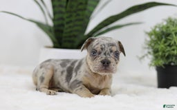 French Bulldog dogs for sale: French Bulldog 5 puppies - Image 26