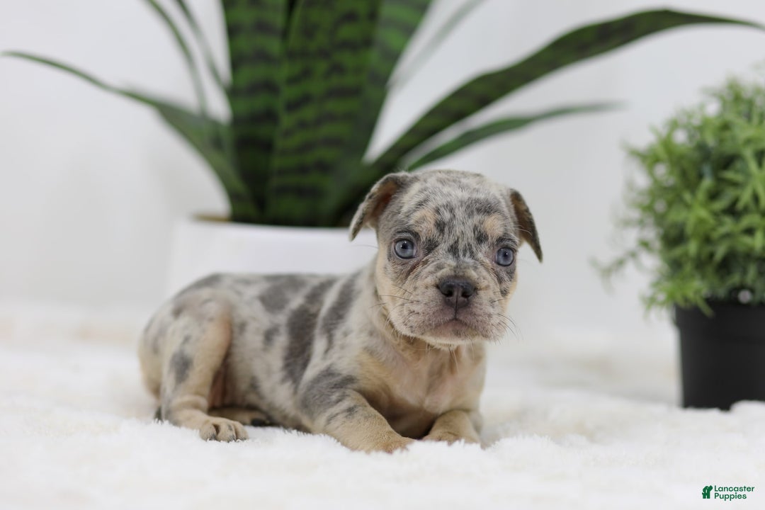 French Bulldog dogs for sale: French Bulldog 5 puppies - Image 26
