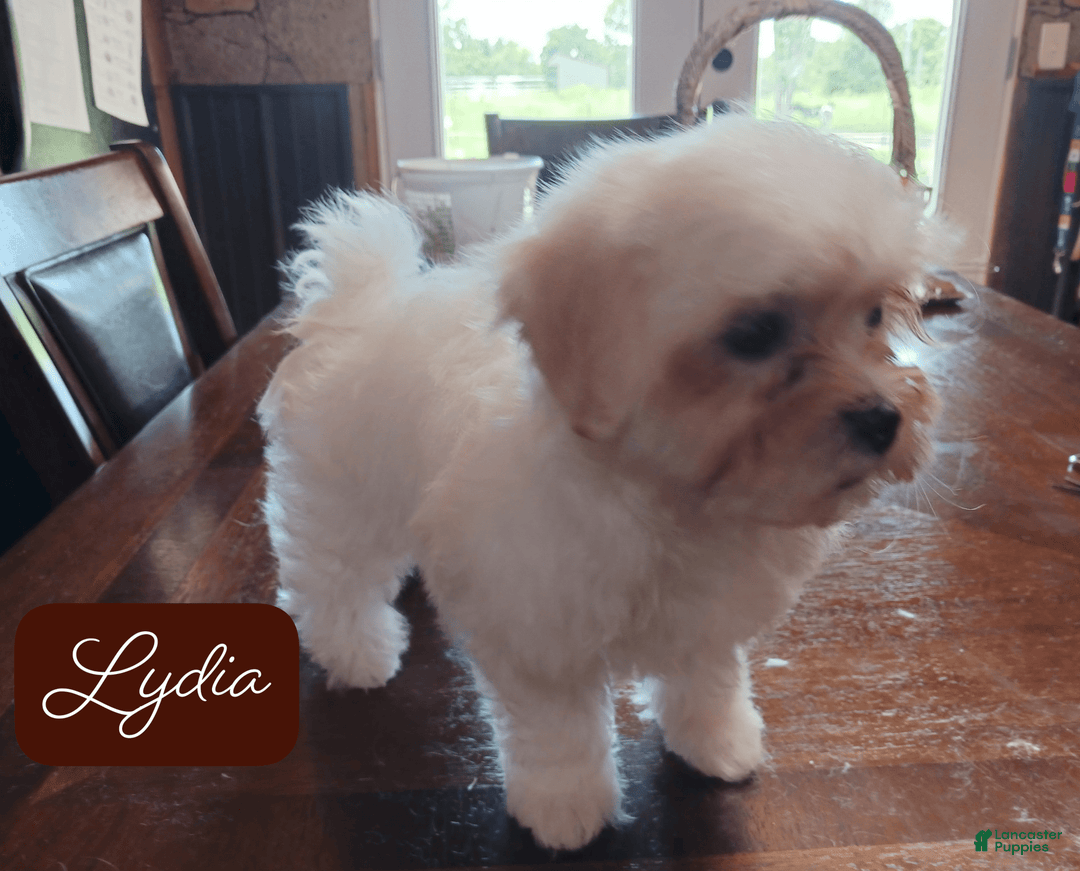 Malshi dogs for sale: Lydia - Image 2