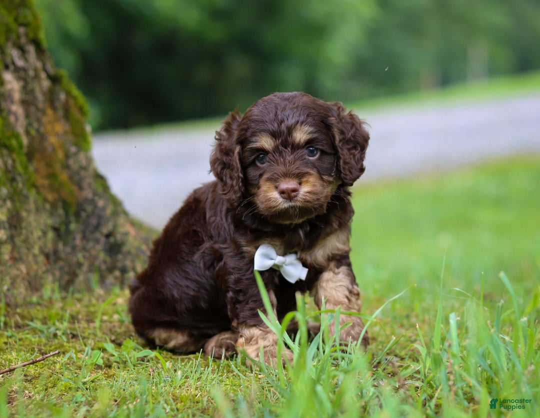 Cockapoo dogs for sale: Ace - Image 5