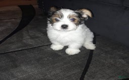 Yorkiepoo dogs for sale: Cookie - Image 8