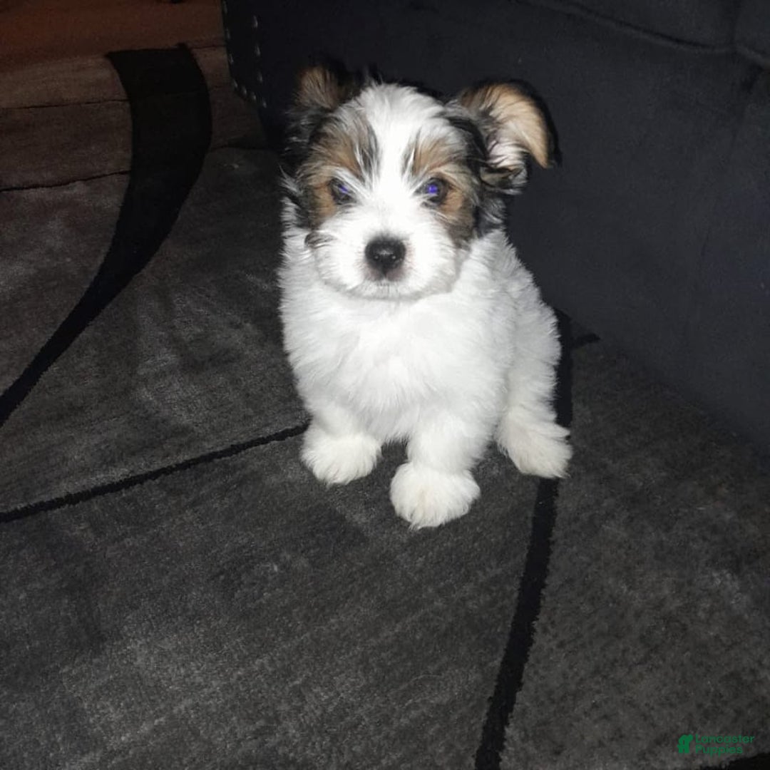 Yorkiepoo dogs for sale: Cookie - Image 8