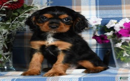 Cavalier King Charles Spaniel dogs for sale: Artie - Image 3