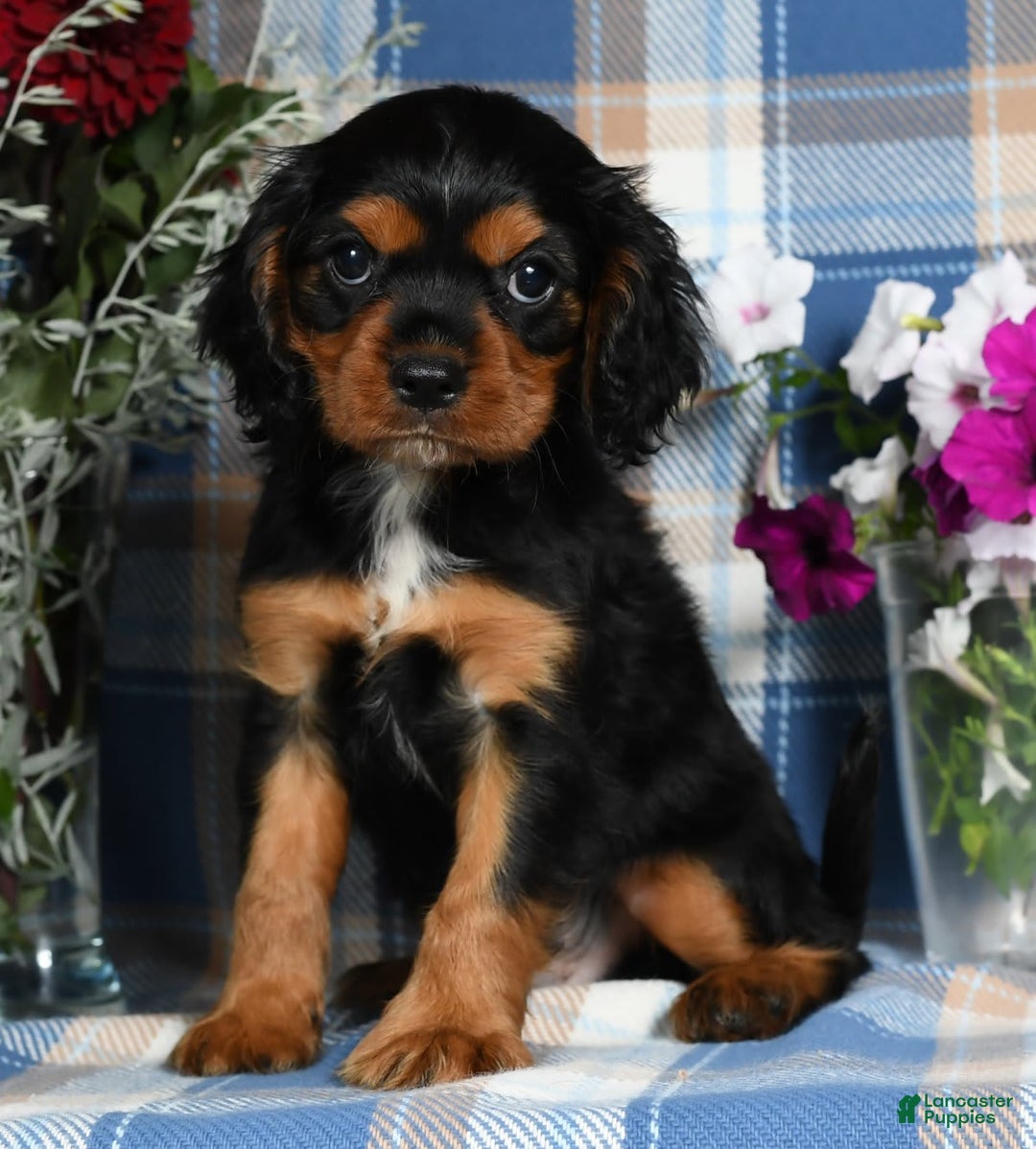 Cavalier King Charles Spaniel dogs for sale: Artie - Image 3
