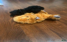 Toy Poodle dogs for sale: Nola - Image 5