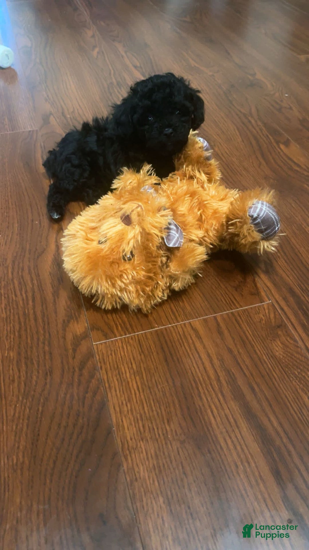Toy Poodle dogs for sale: Nola - Image 5