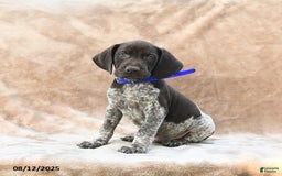 German Shorthaired Pointer dogs for sale: Washington - Image 3