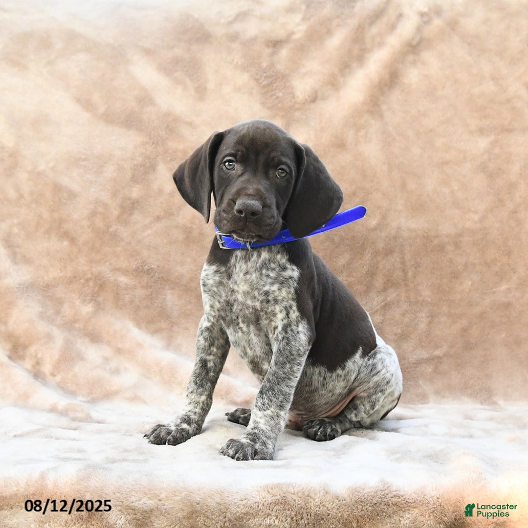 German Shorthaired Pointer dogs for sale: Washington - Image 3