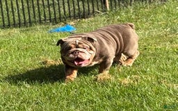 English Bulldog dogs for sale: Isabella - Image 8